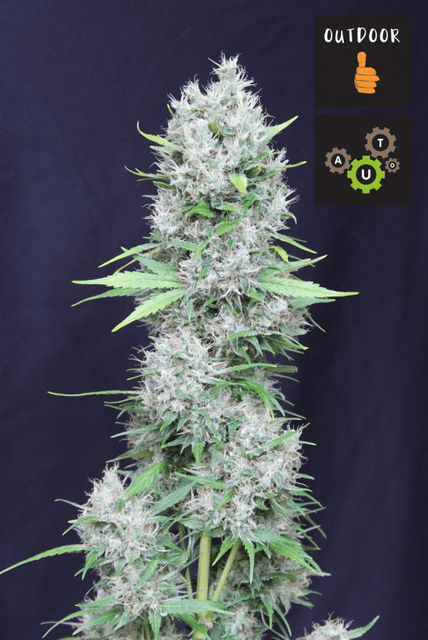EDELWEED AUTO