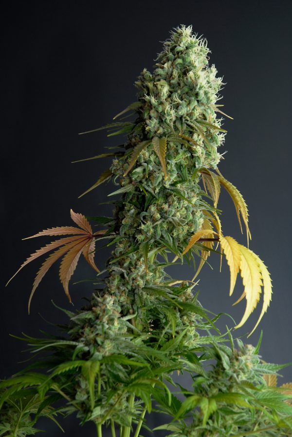SUNSET BUD