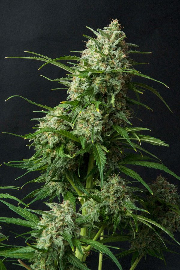 TOMAHAWK
