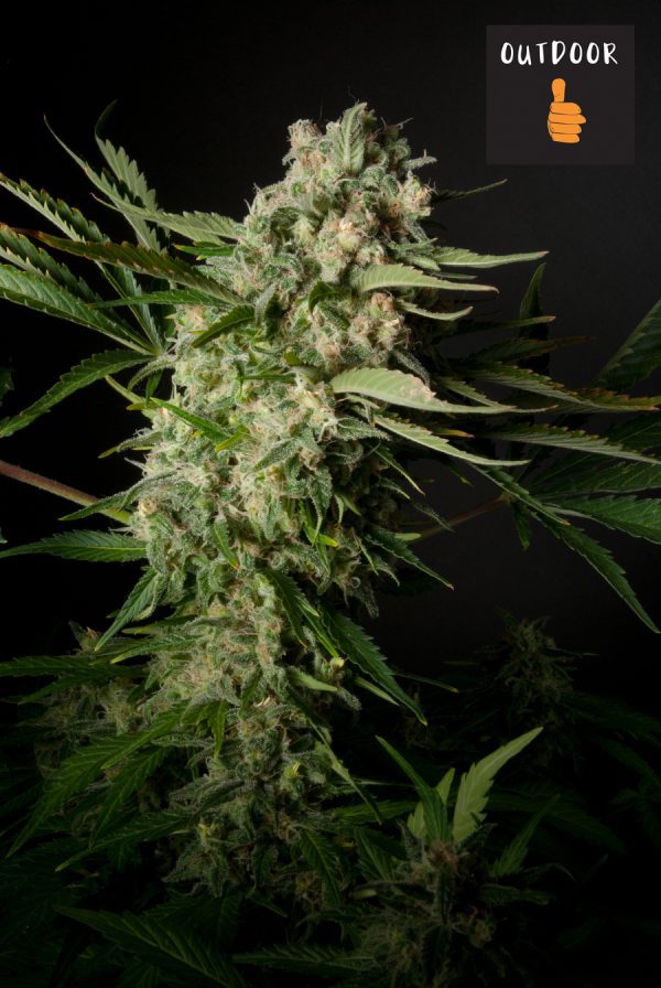 BLACK HERER
