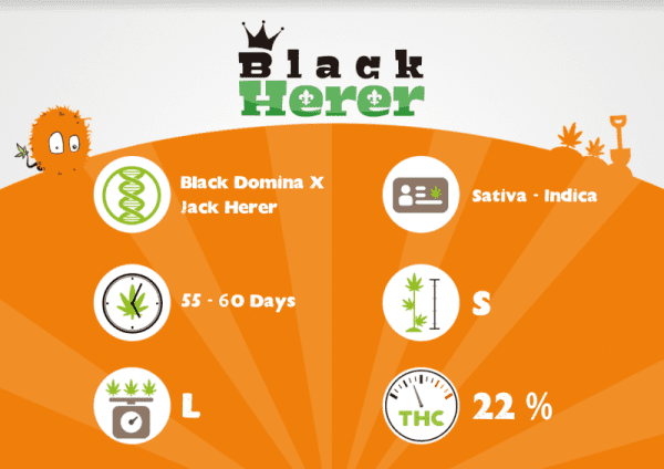 BLACK HERER – Image 3