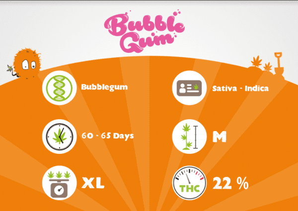 BUBBLEGUM – Image 3