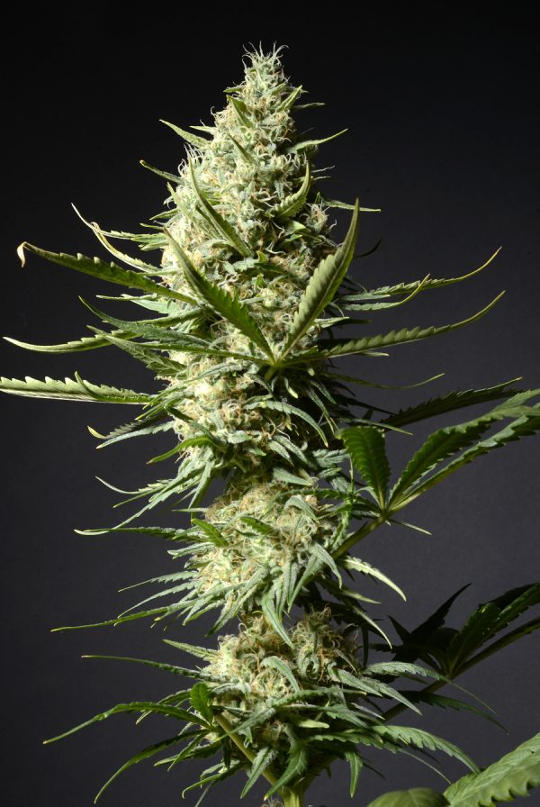 Critical Afro