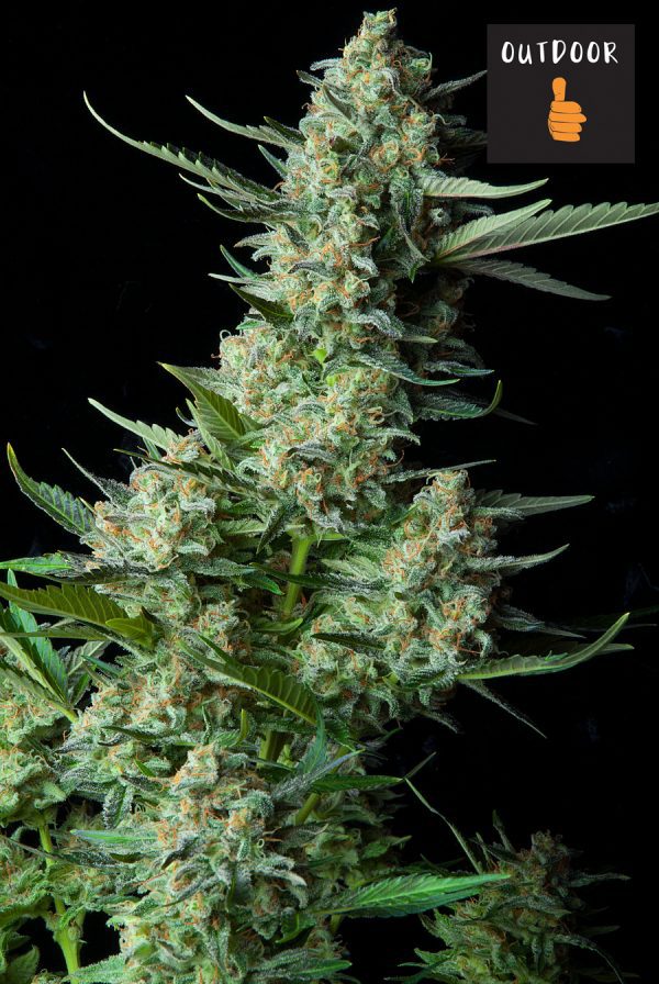 WHITE ZOMBIE