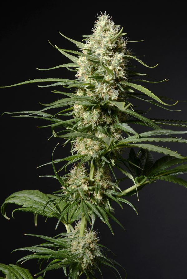 Gorilla Glue