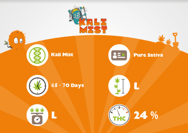 KALI MIST – Image 3