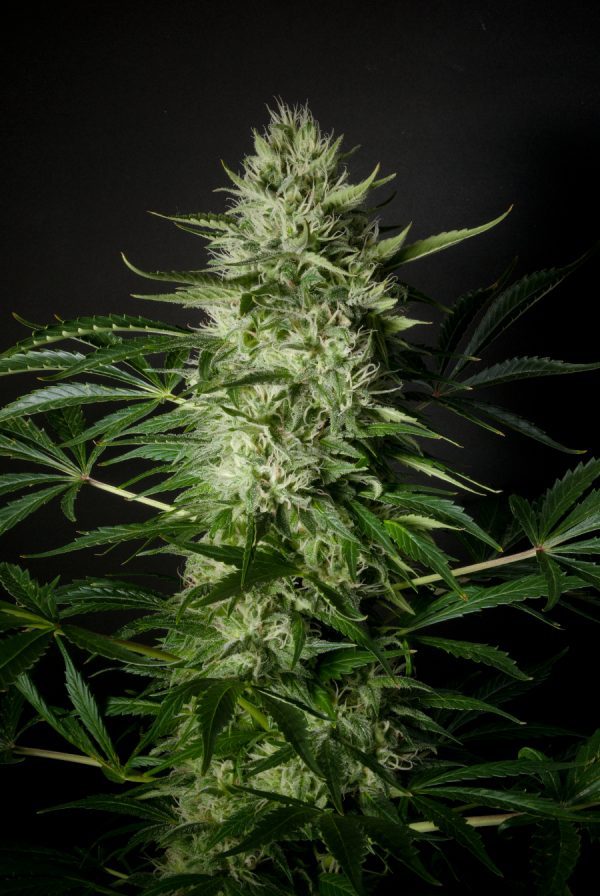 LEMON CHRONIC