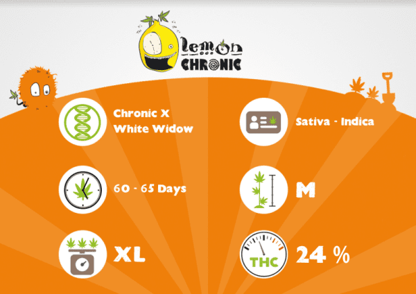 LEMON CHRONIC – Image 3