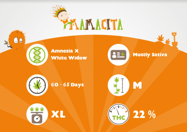 MAMACITA – Image 3