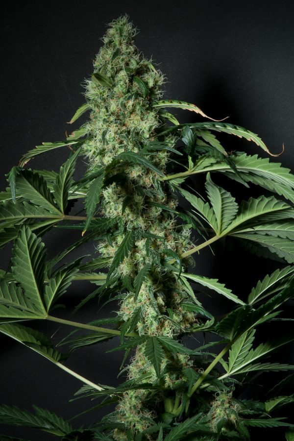 Monster Skunk