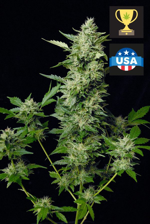 NY DIESEL