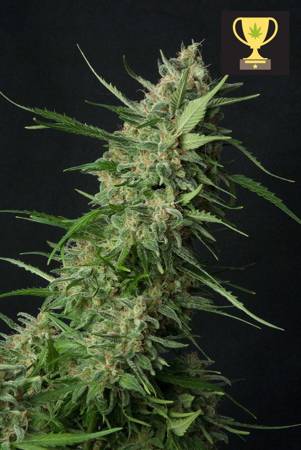 OG KUSH