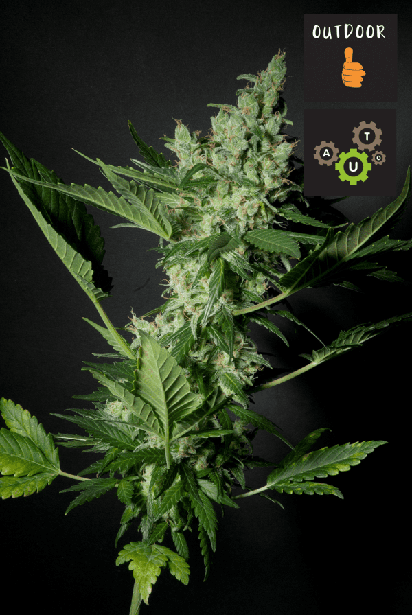 MECA ORANGE AUTO