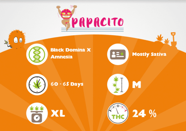 Papacito – Image 3