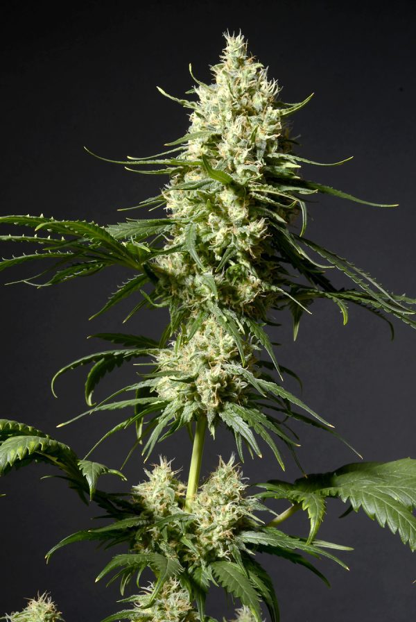 Poison Cookies