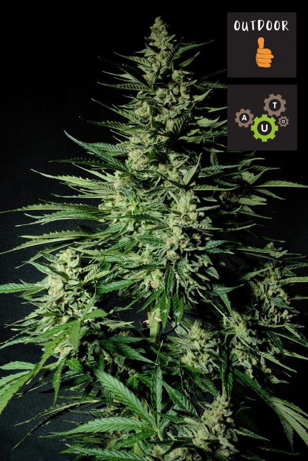 SOLID STAR AUTO