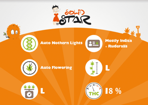 SOLID STAR AUTO – Image 3