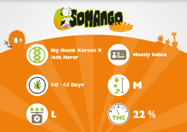 SOMANGO – Image 3