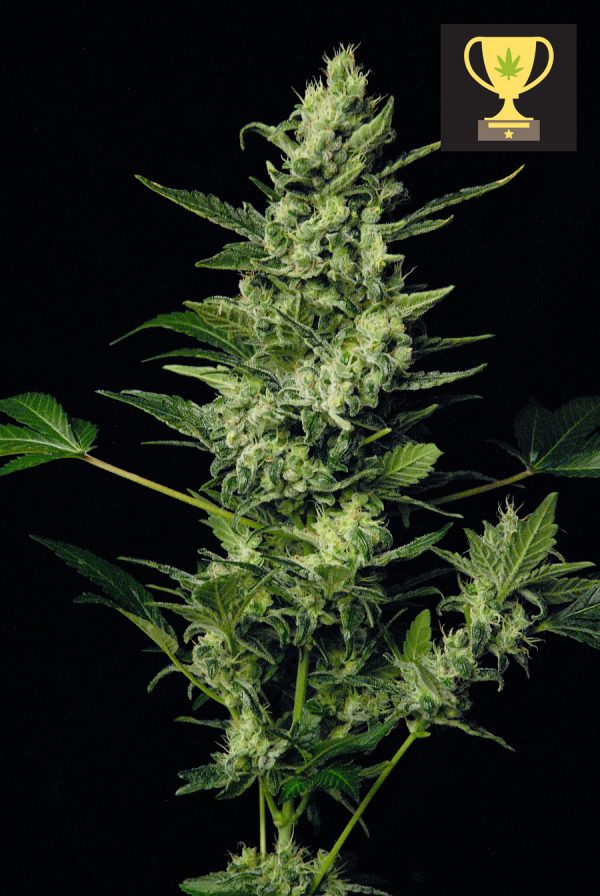 SOMANGO
