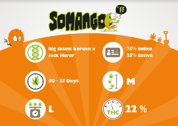 Somango FF – Image 3