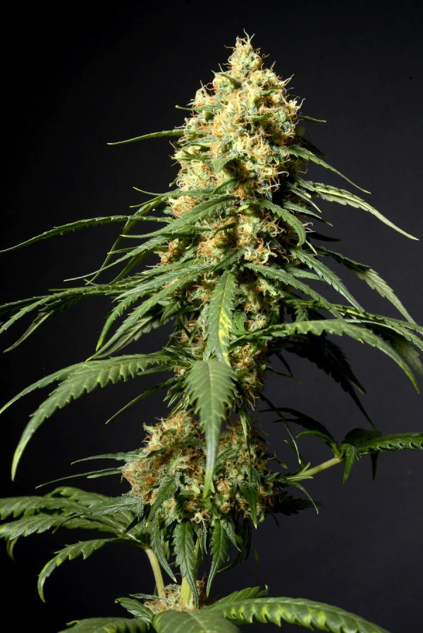 Somango FF