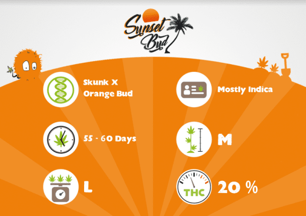 SUNSET BUD – Image 3