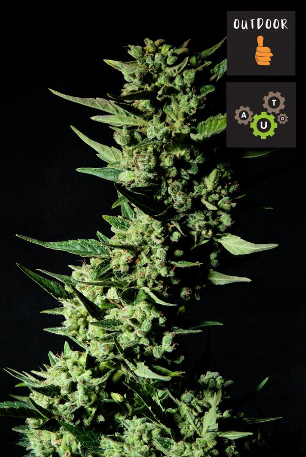 SWEET PAPAYA AUTO