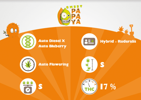 SWEET PAPAYA AUTO – Image 3