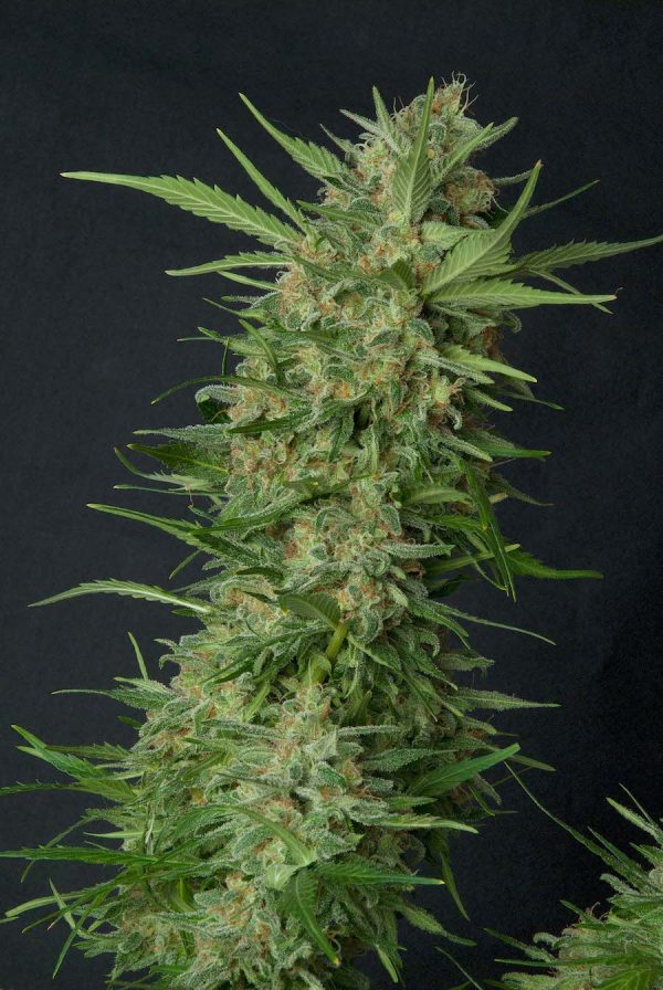 SWISS CHEESE