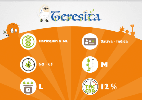 TERESITA – Image 3