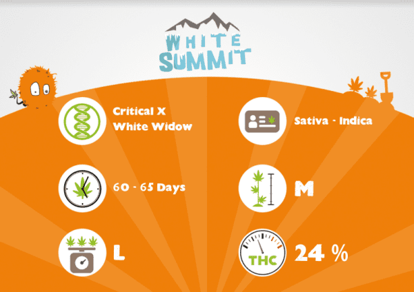 WHITE SUMMIT – Image 3