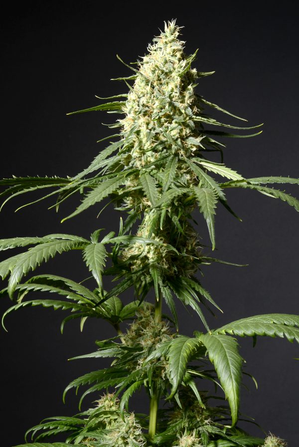 White Zombie FF