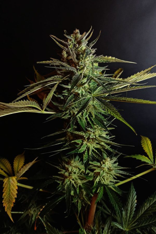Gelato 33