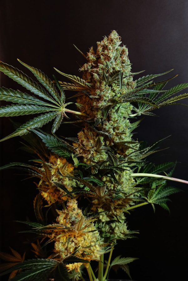 Girl Scout Cookies