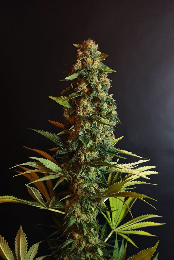 Power Plant
