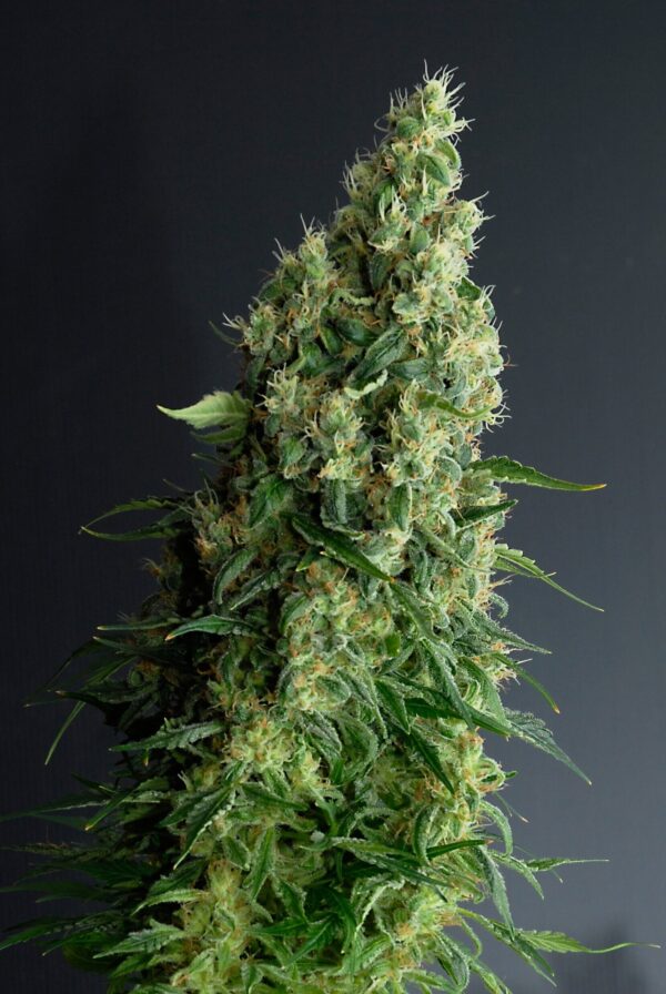 Super Skunk
